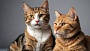 Кошки